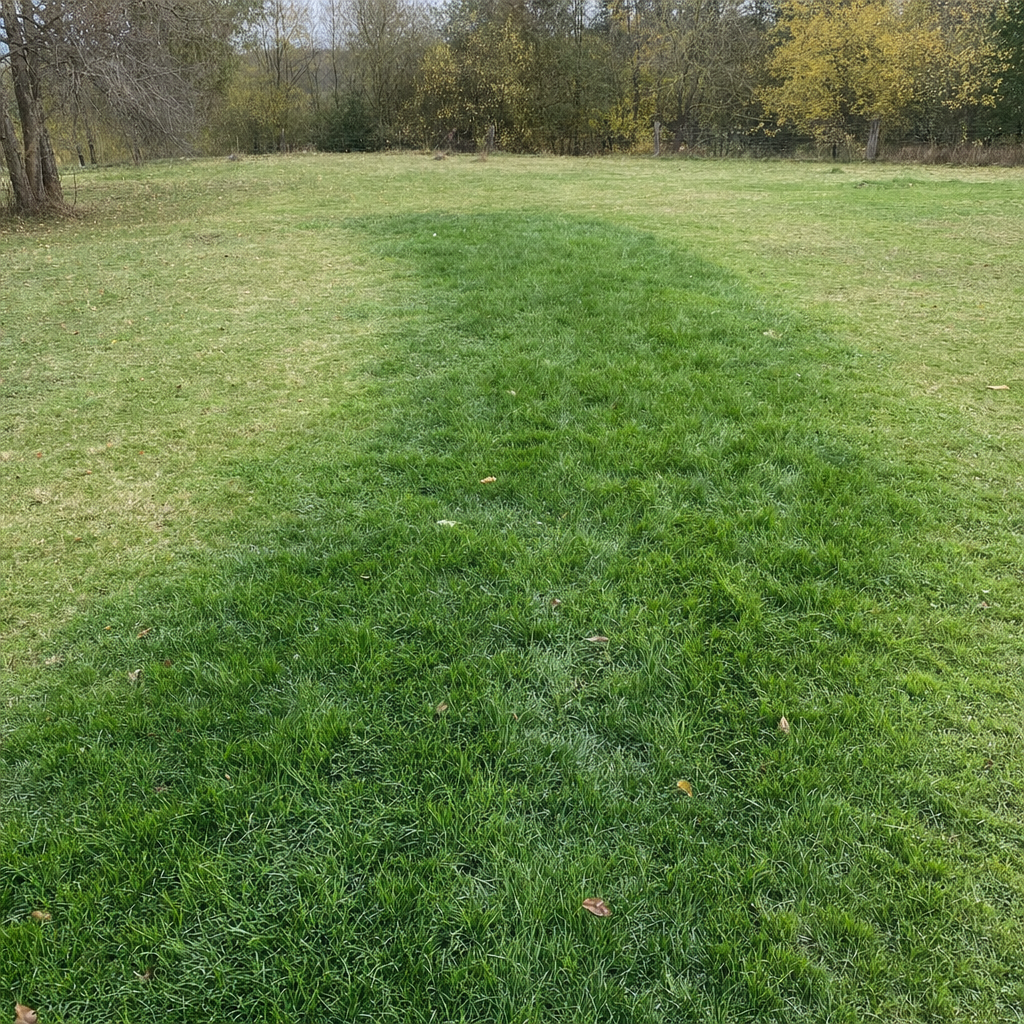 A soggy, unusually green patch of lawn over the drain field of a Grand Prairie home, a sign the septic tank needs pumping